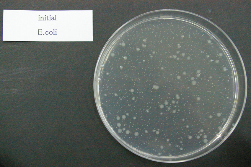 大腸菌シャーレー試験